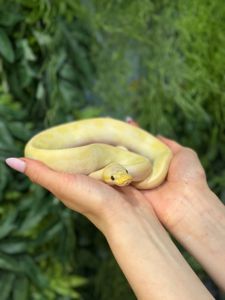 Королівський пітон, регіуси. Королевский питон региус - великий вибір