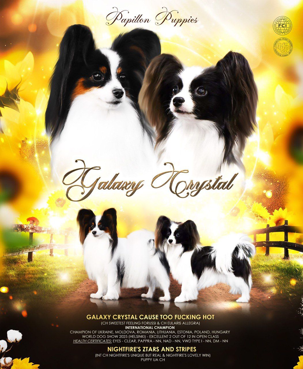 Найкрасивіший хлопчик папільона