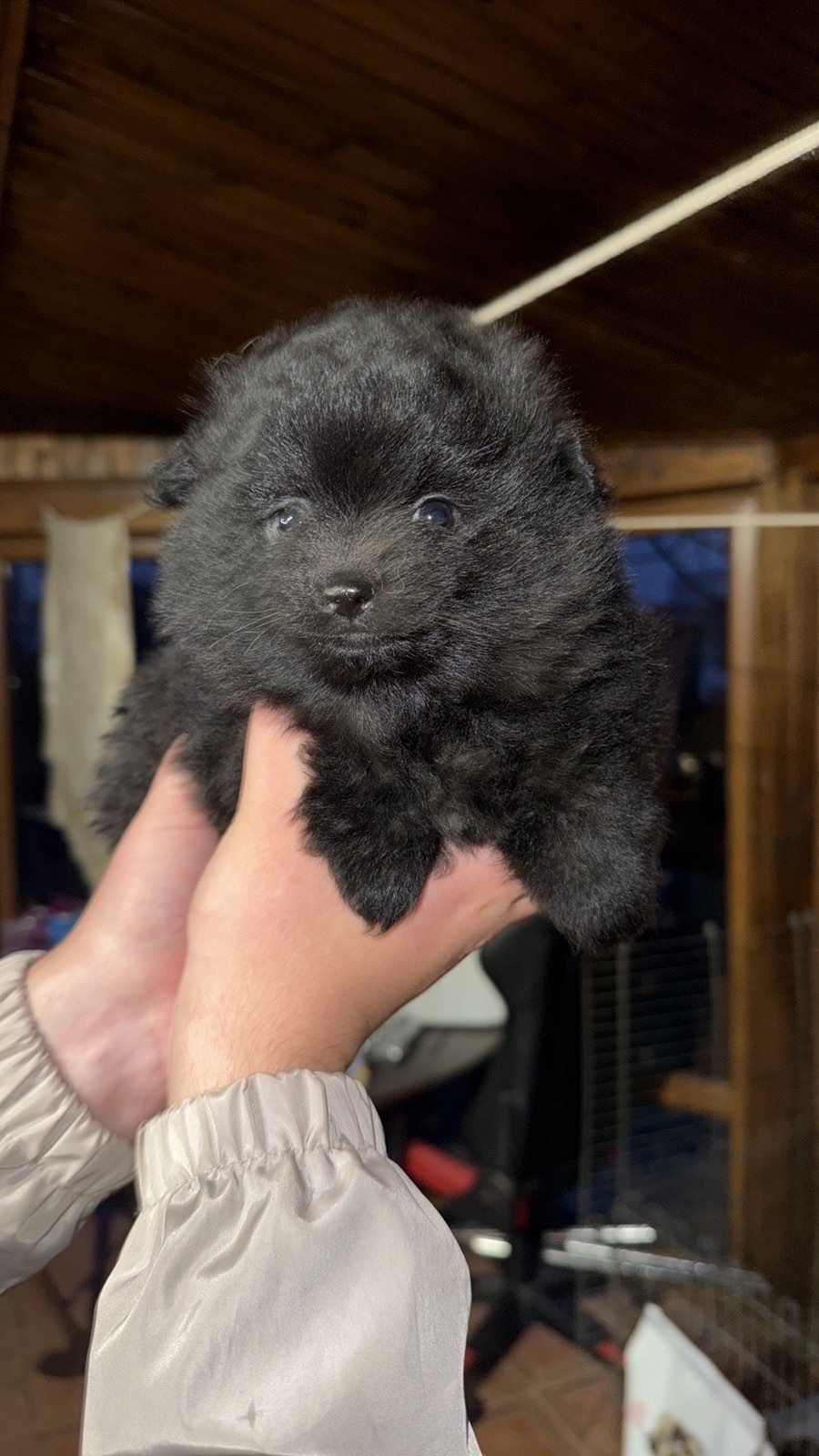 Цуценята померанського шпіца