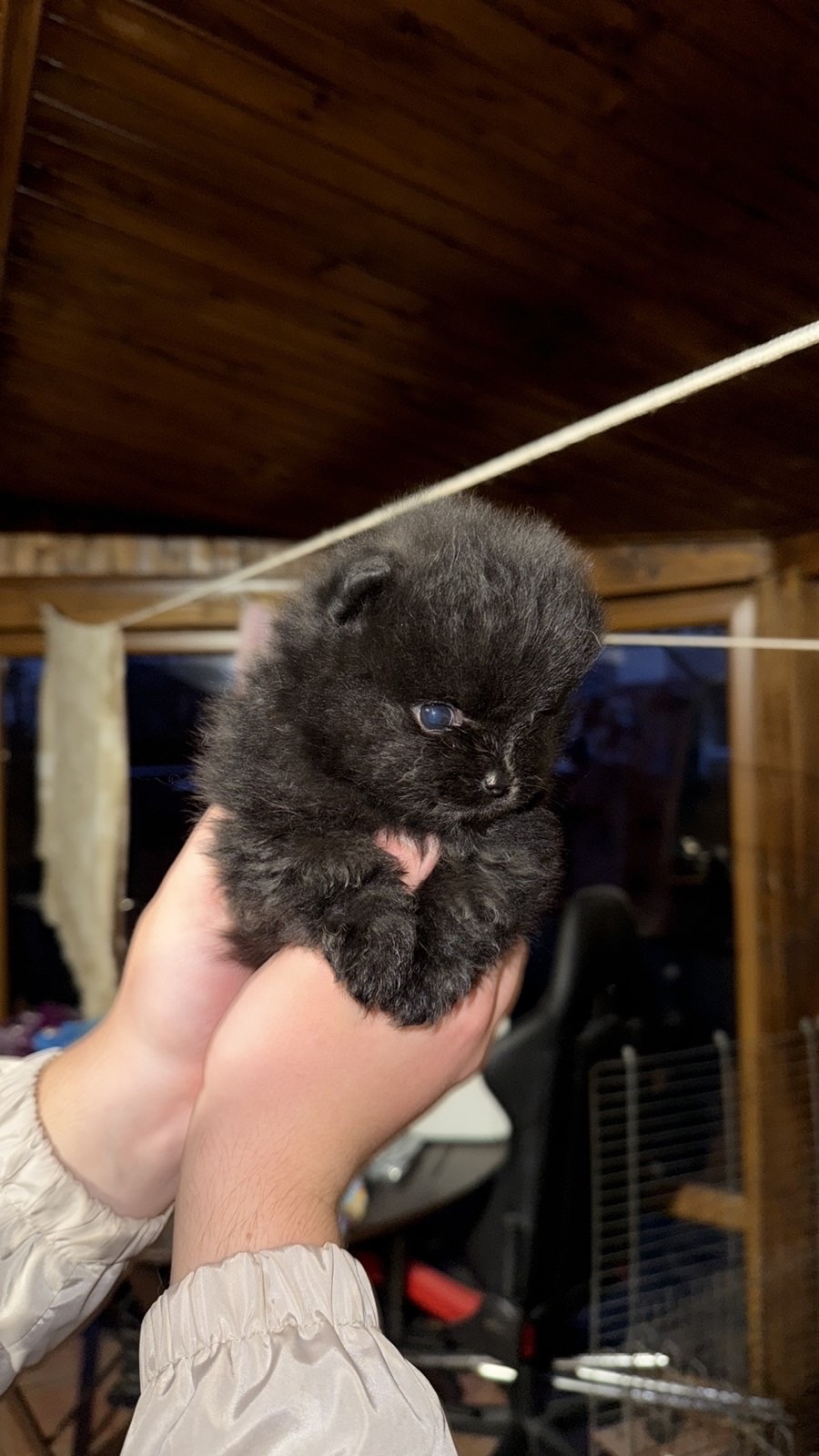 Цуценята померанського шпіца