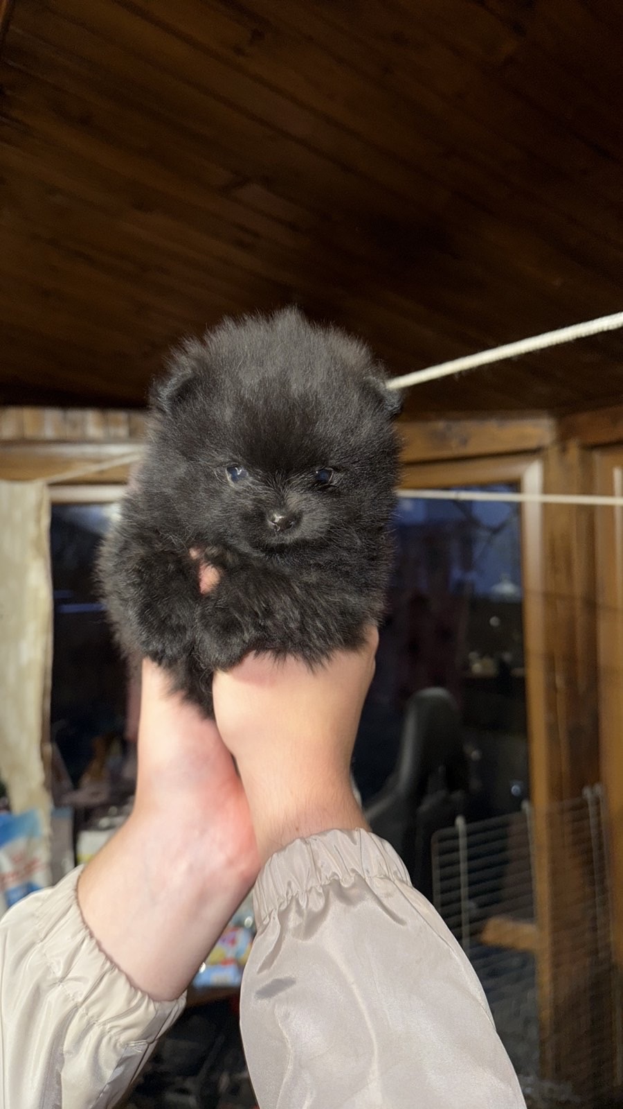 Цуценята померанського шпіца