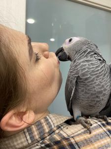 Жако червонохвостий. Сірий африканський папуга Жако