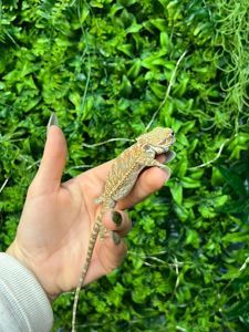 Бородата агама різних окрасів, ручні ящірки - дракончики