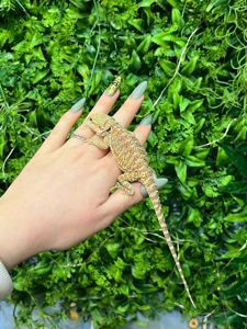 Бородата агама різних окрасів, ручні ящірки - дракончики