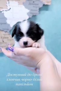 Найкрасивіший хлопчик папільона