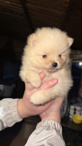 Цуценята померанського шпіца