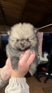 Цуценята померанського шпіца