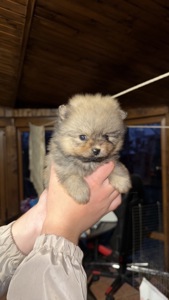 Цуценята померанського шпіца