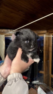 Цуценята померанського шпіца