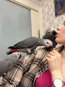 Жако червонохвостий. Сірий африканський папуга Жако