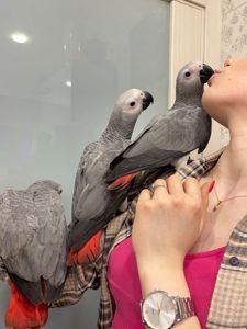 Жако червонохвостий. Сірий африканський папуга Жако