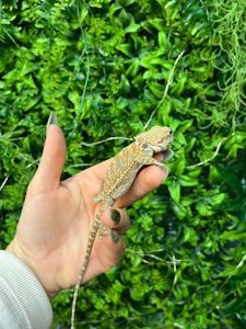 Бородата агама різних окрасів, ручні ящірки - дракончики