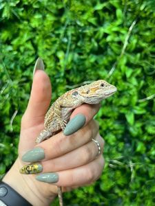 Бородата агама різних окрасів, ручні ящірки - дракончики