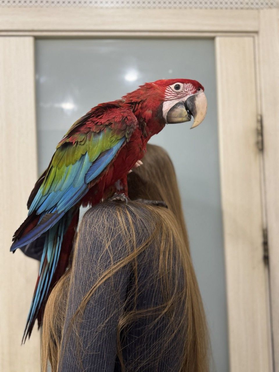 Крупный красный попугай - Ара зеленокрылый - птенец выкормыш