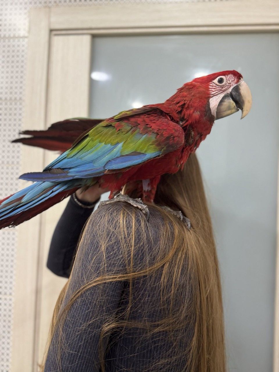 Крупный красный попугай - Ара зеленокрылый - птенец выкормыш