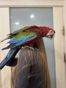Крупный красный попугай - Ара зеленокрылый - птенец выкормыш