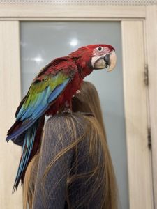 Крупный красный попугай - Ара зеленокрылый - птенец выкормыш