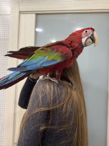 Крупный красный попугай - Ара зеленокрылый - птенец выкормыш