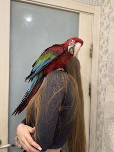 Крупный красный попугай - Ара зеленокрылый - птенец выкормыш