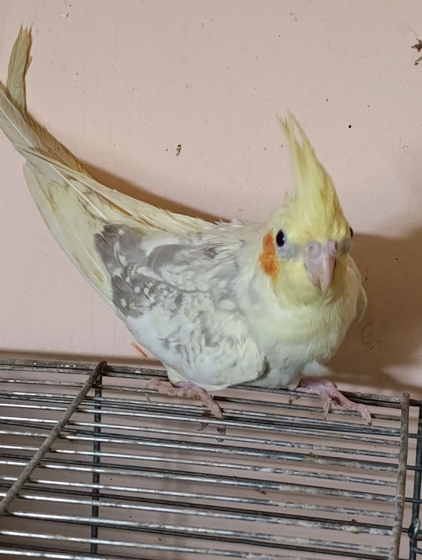 Молодь корели