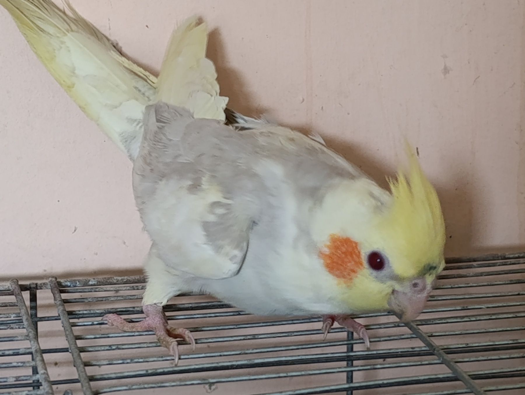 Молодь корели