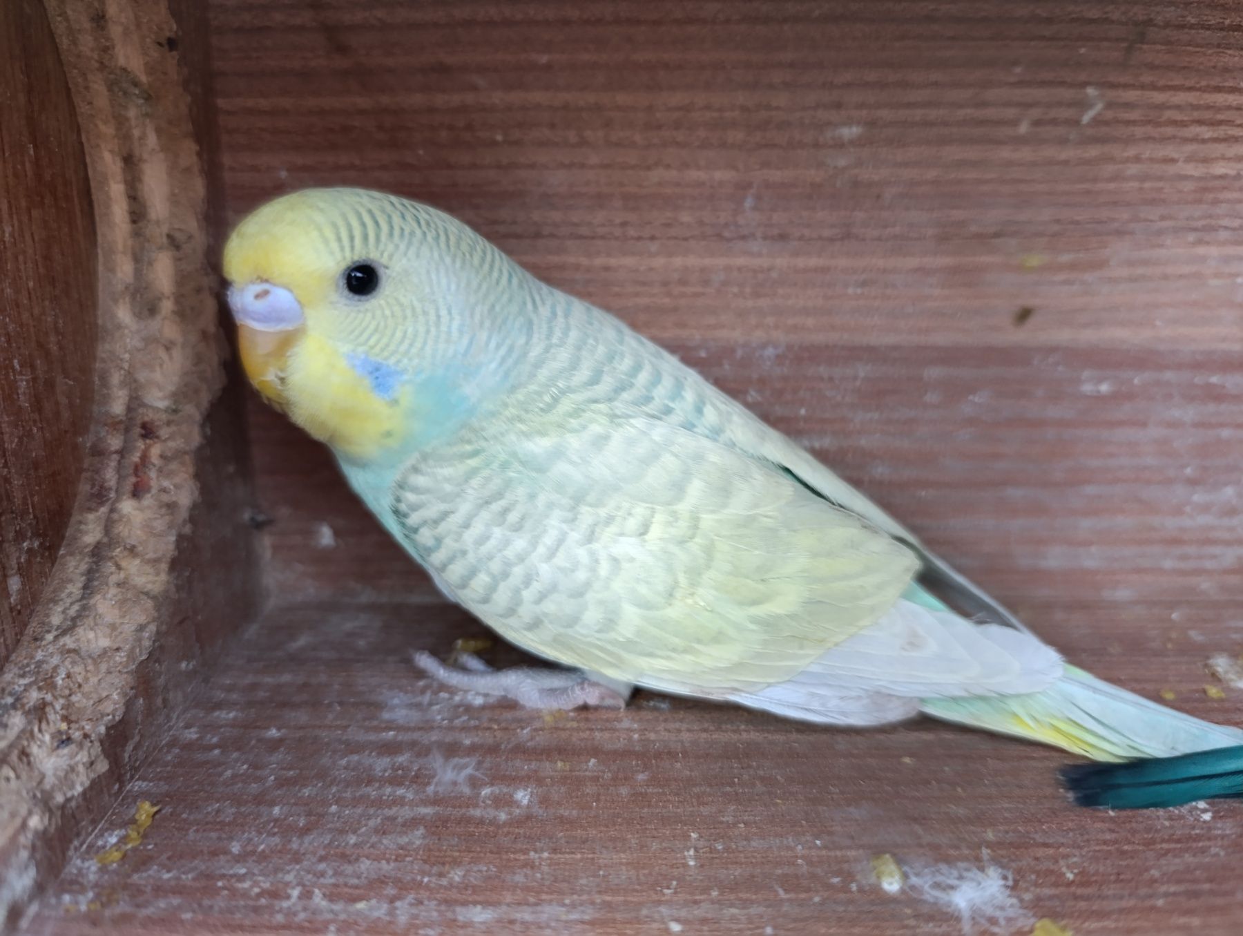 Продам хвилястих папуг