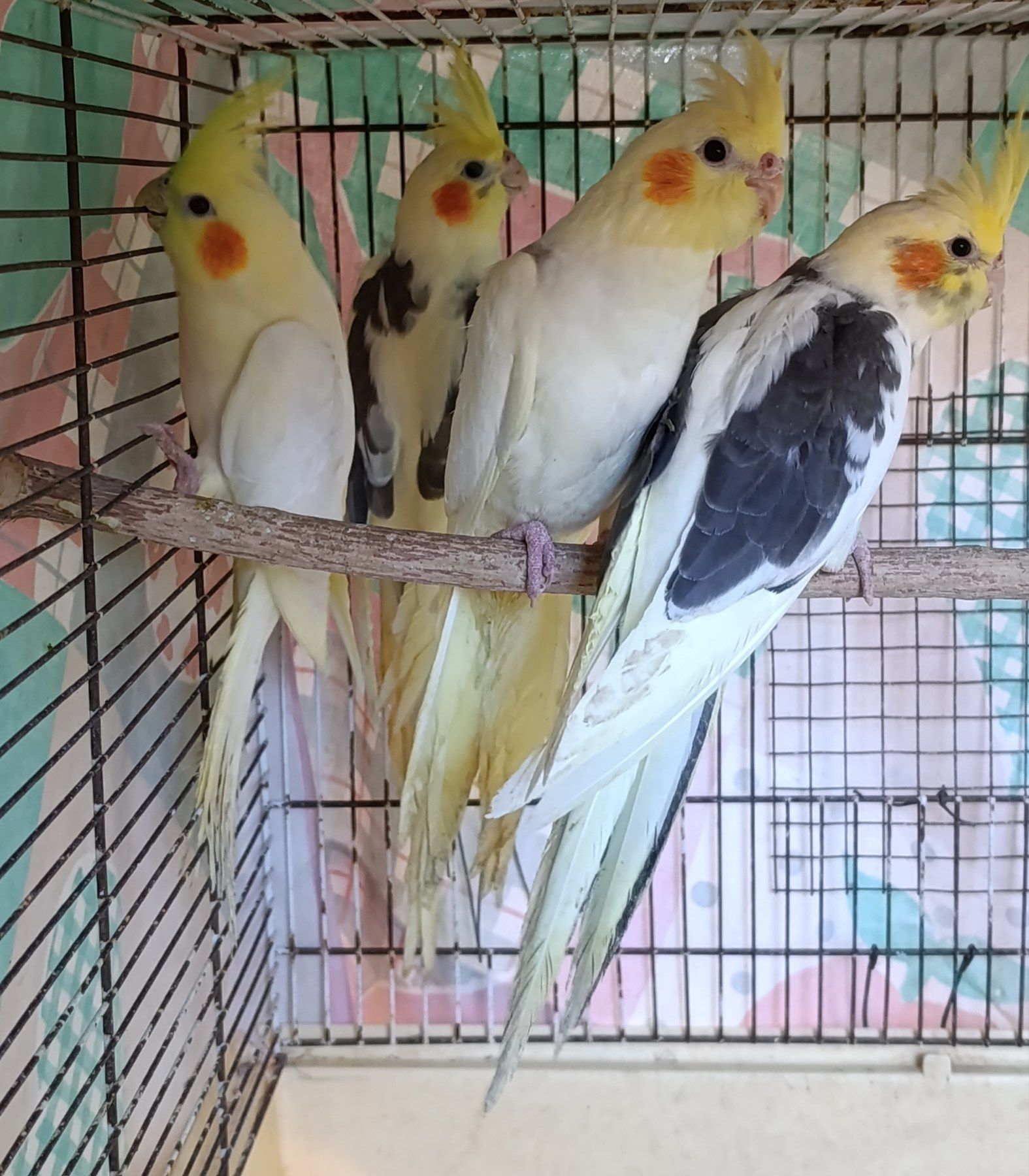 Молодь корели