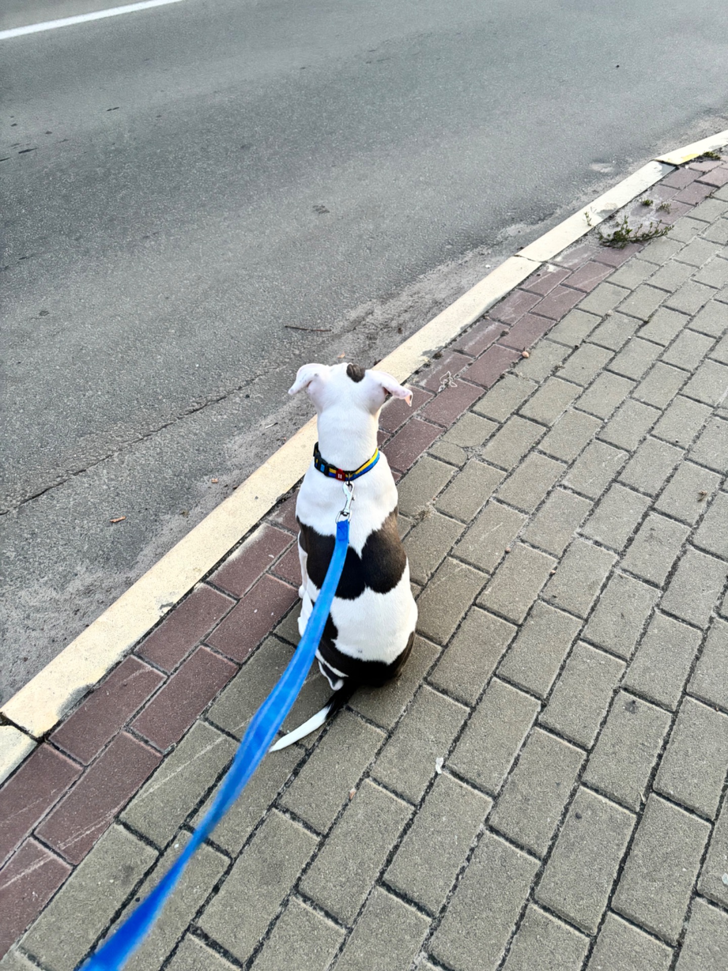 Щенок Стафф