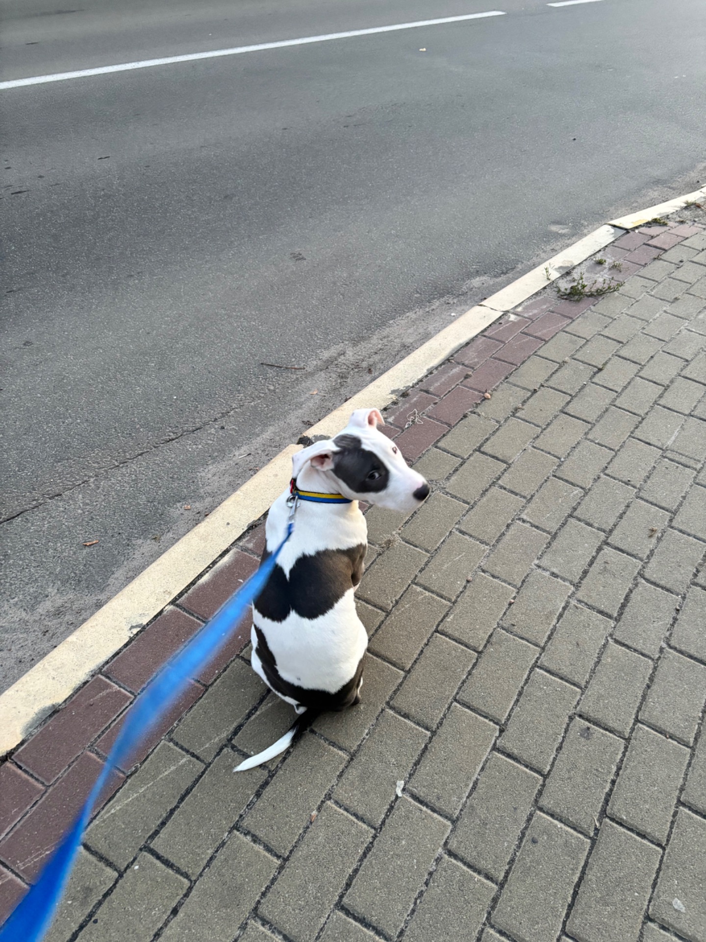 Щенок Стафф