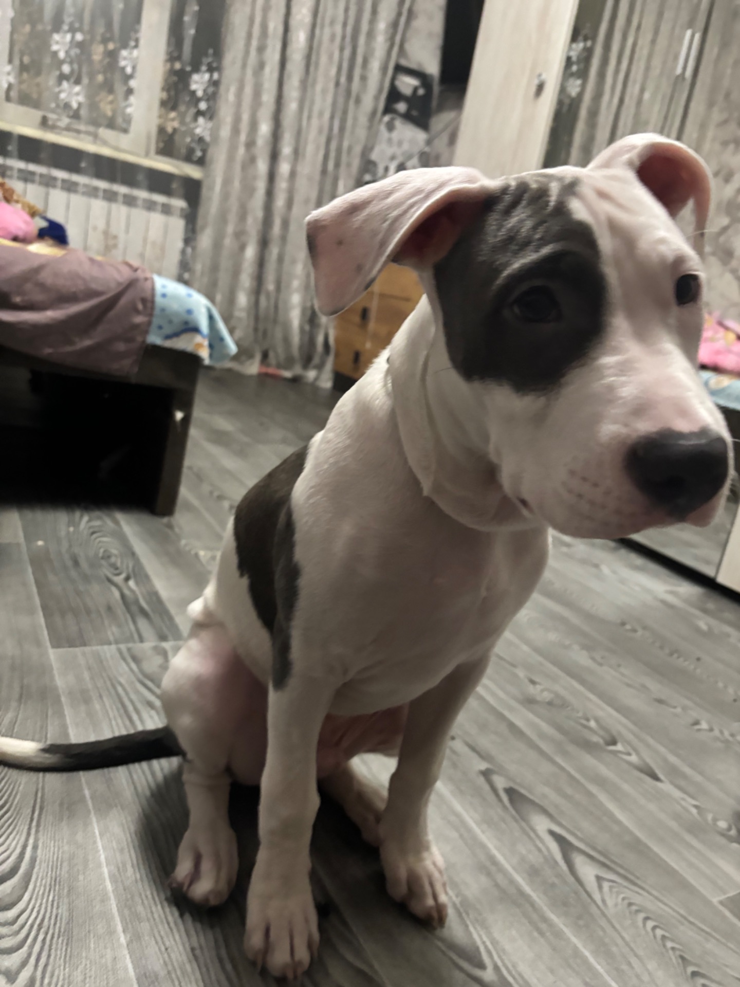 Щенок Стафф