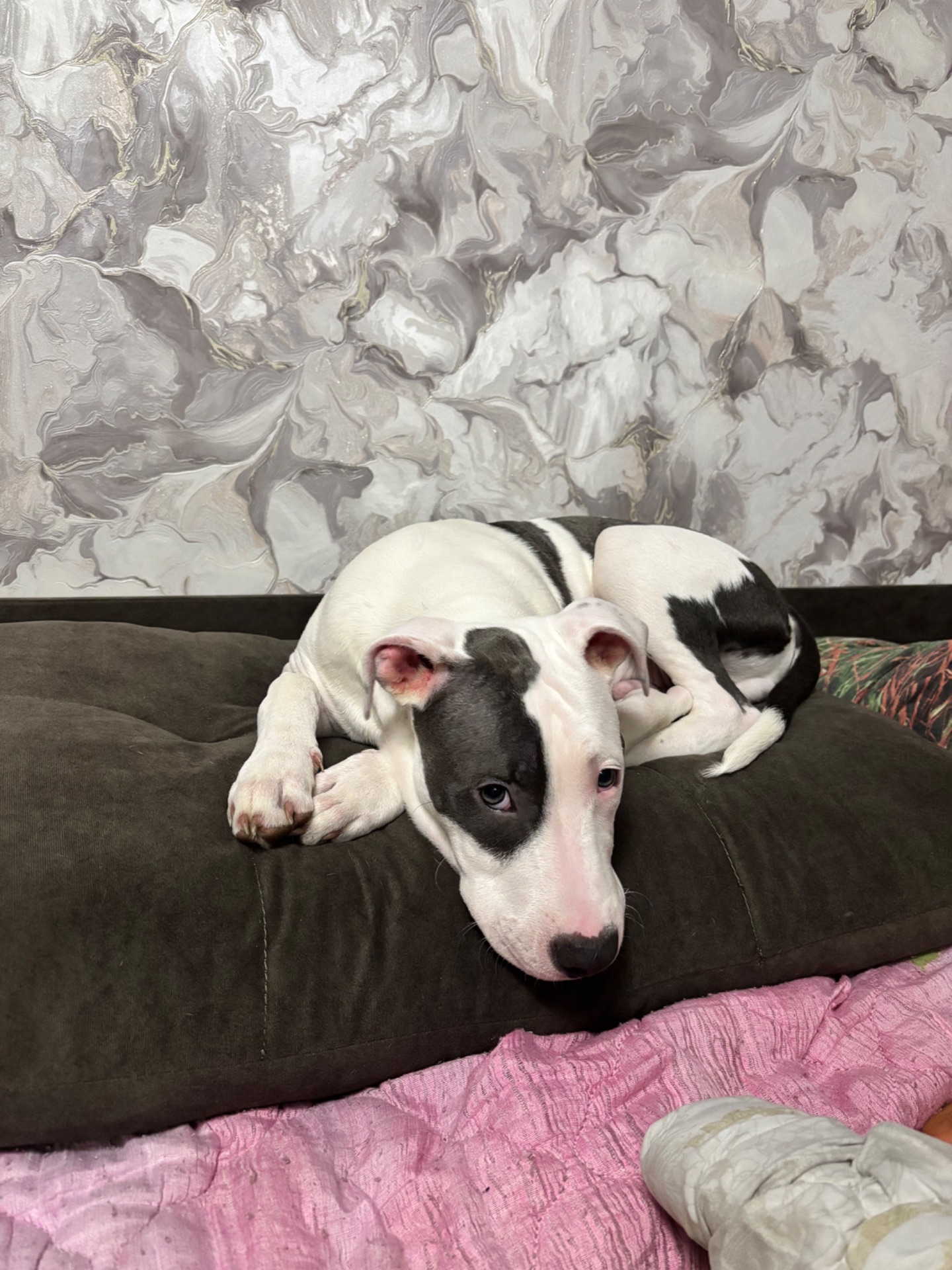 Щенок Стафф