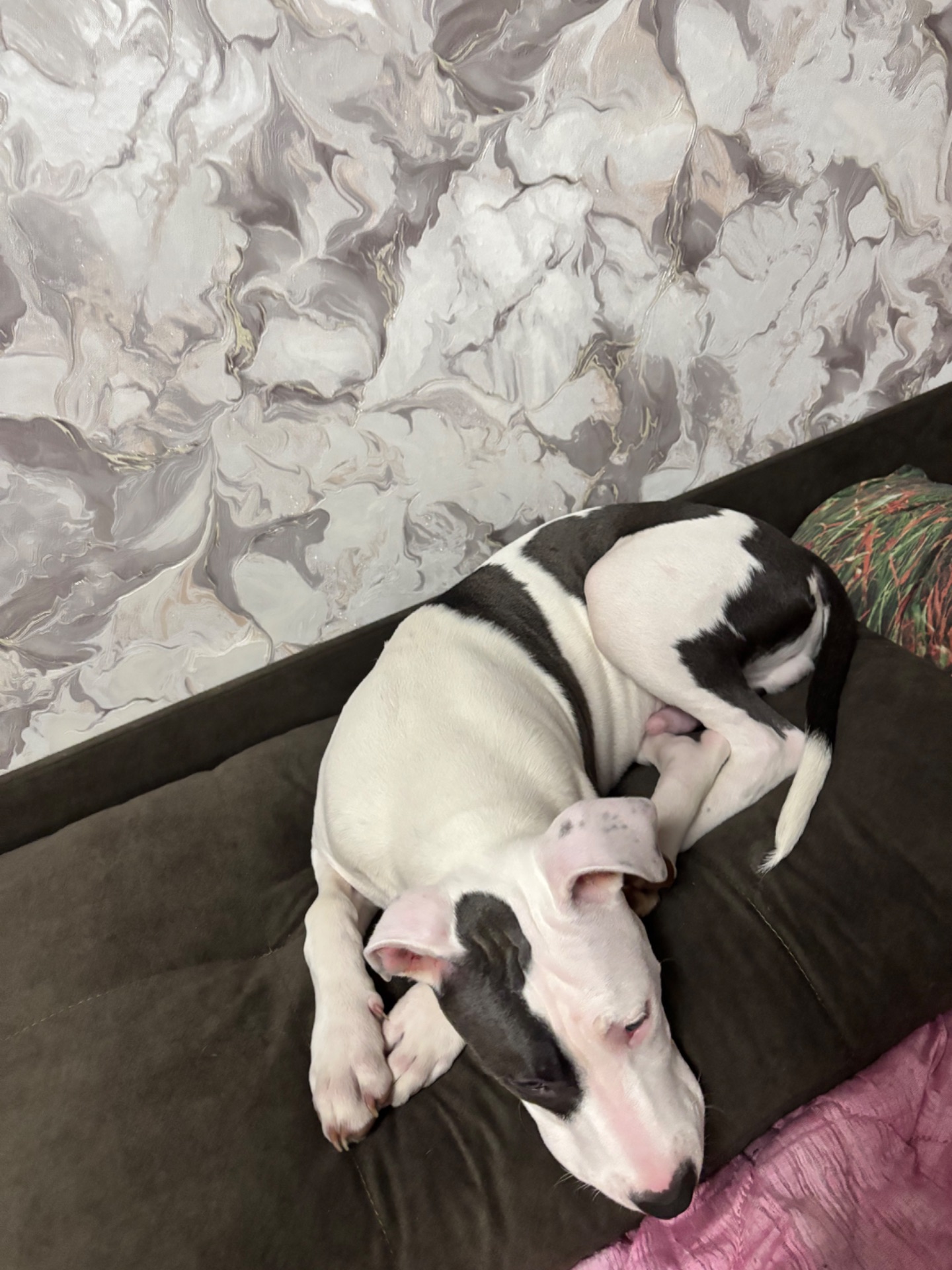 Щенок Стафф