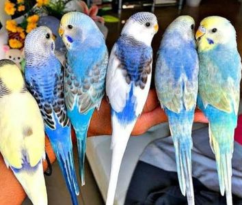 Волнистые попугаи разных цветов и возраста