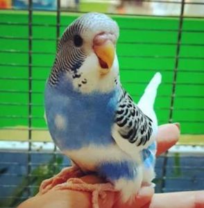 Волнистые попугаи разных цветов и возраста