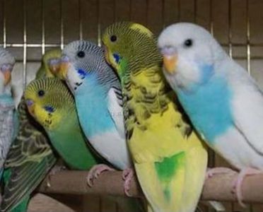 Волнистые попугаи разных цветов и возраста