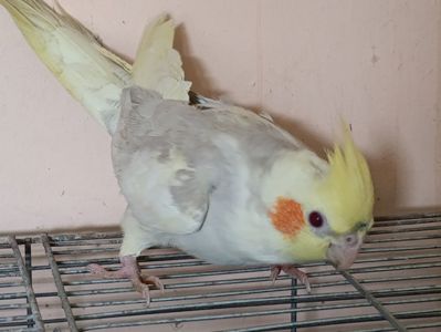 Молодь корели