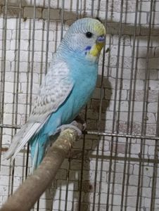 Продам хвилястих папуг