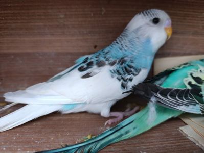 Продам хвилястих папуг