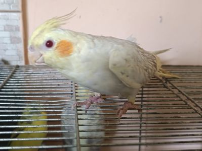 Молодь корели