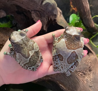 Самка. Амазонская молочная квакша.