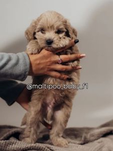 Мальтіпу Ф1