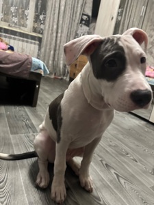 Щенок Стафф