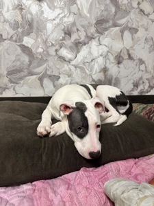 Щенок Стафф