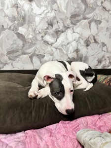 Щенок Стафф