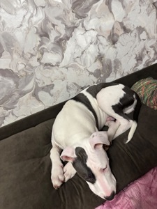 Щенок Стафф