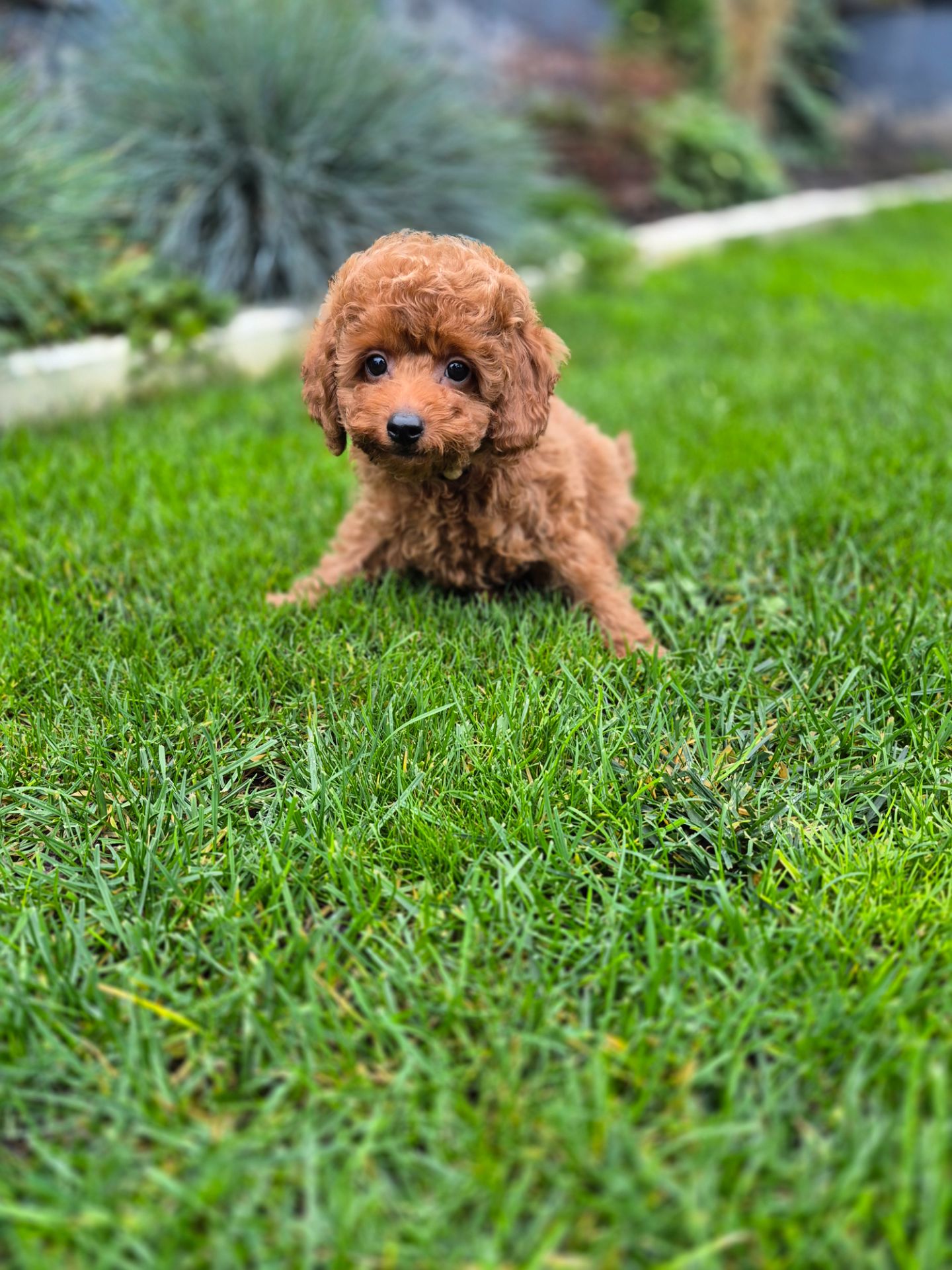 Цуценята той міні пудель