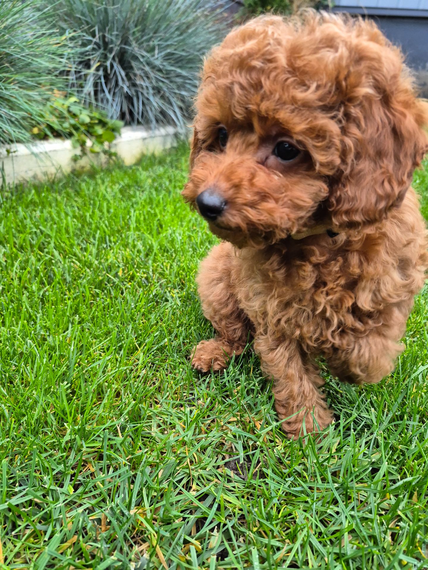 Цуценята той міні пудель