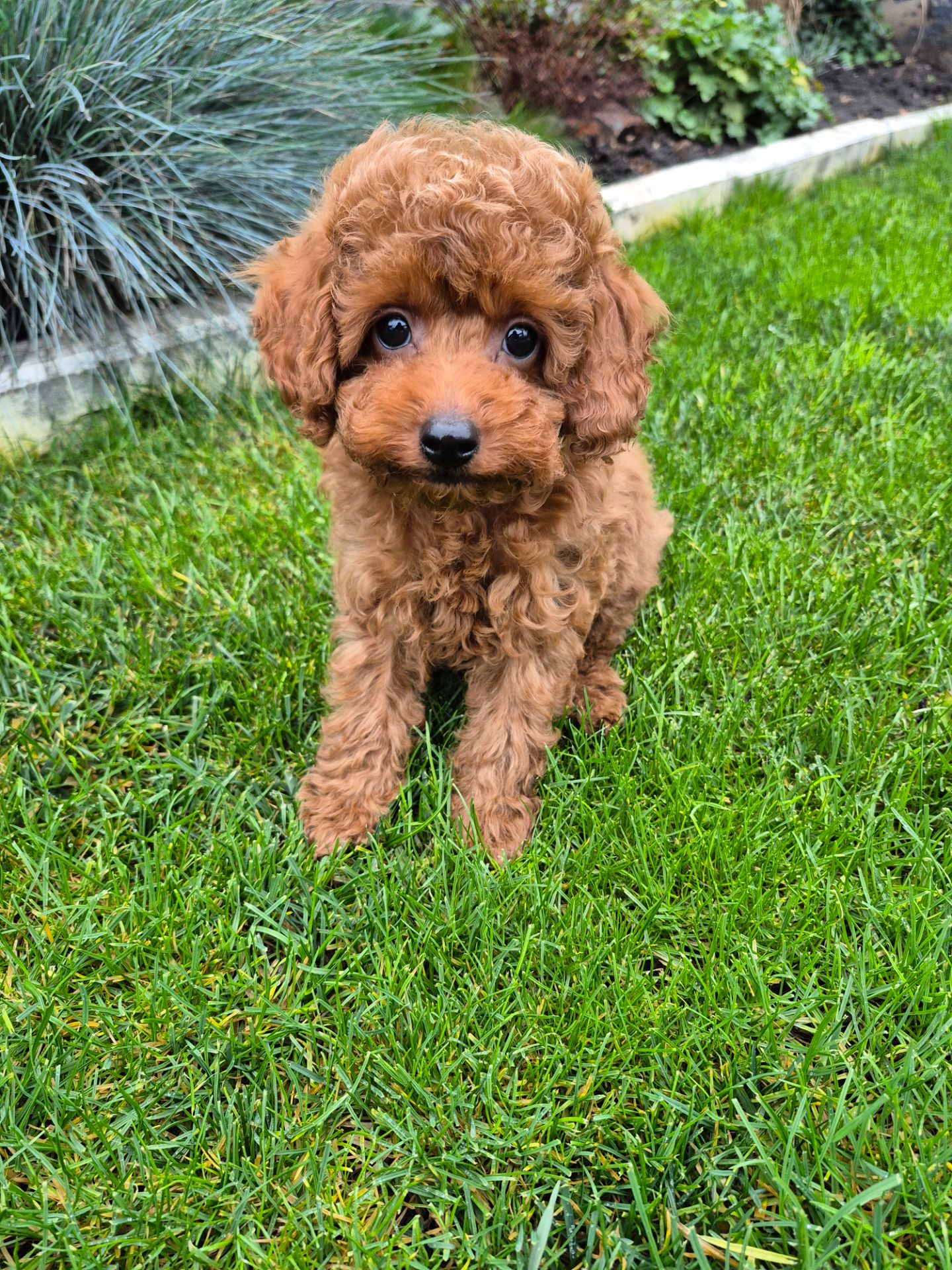 Цуценята той міні пудель