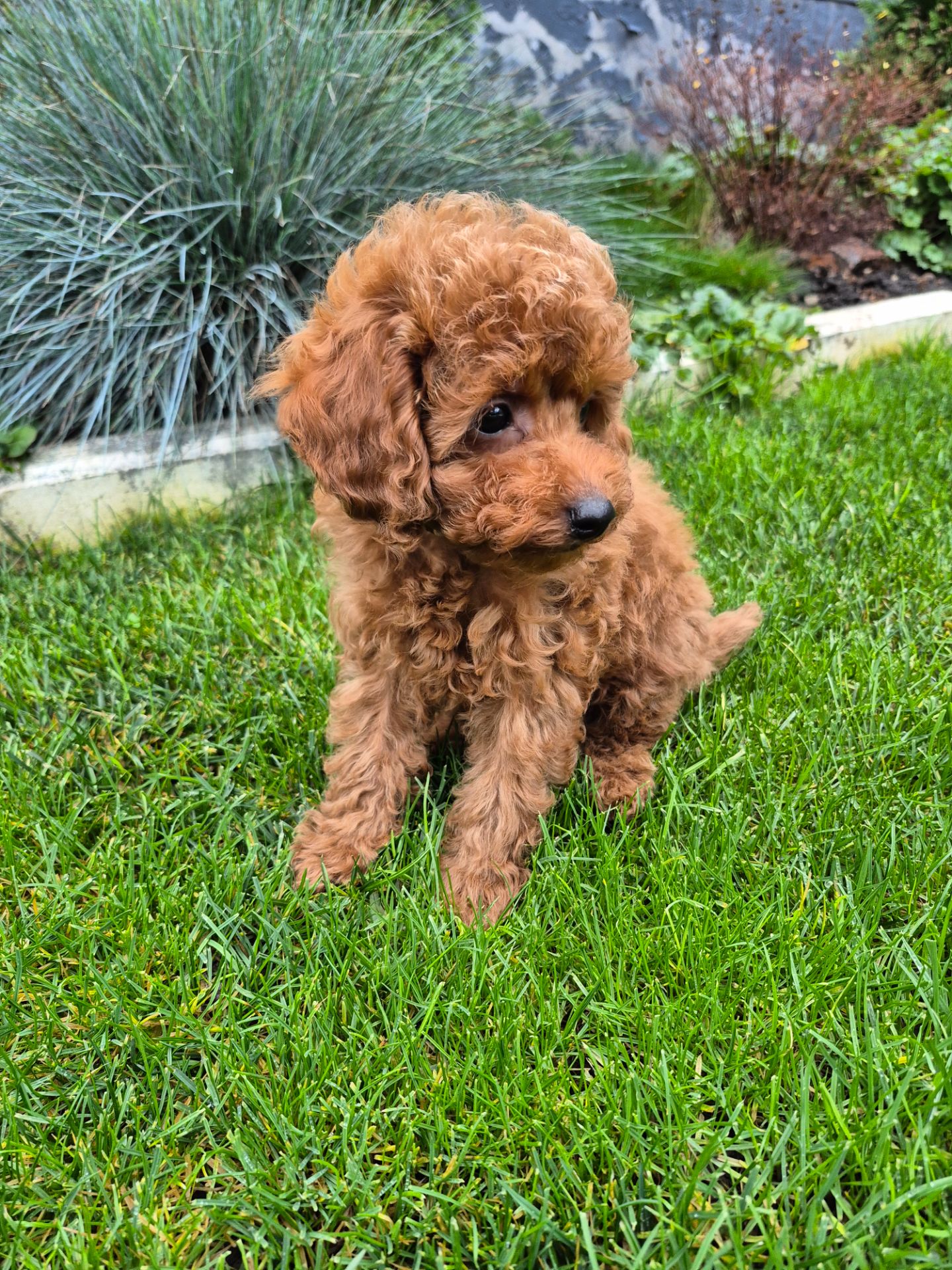 Цуценята той міні пудель