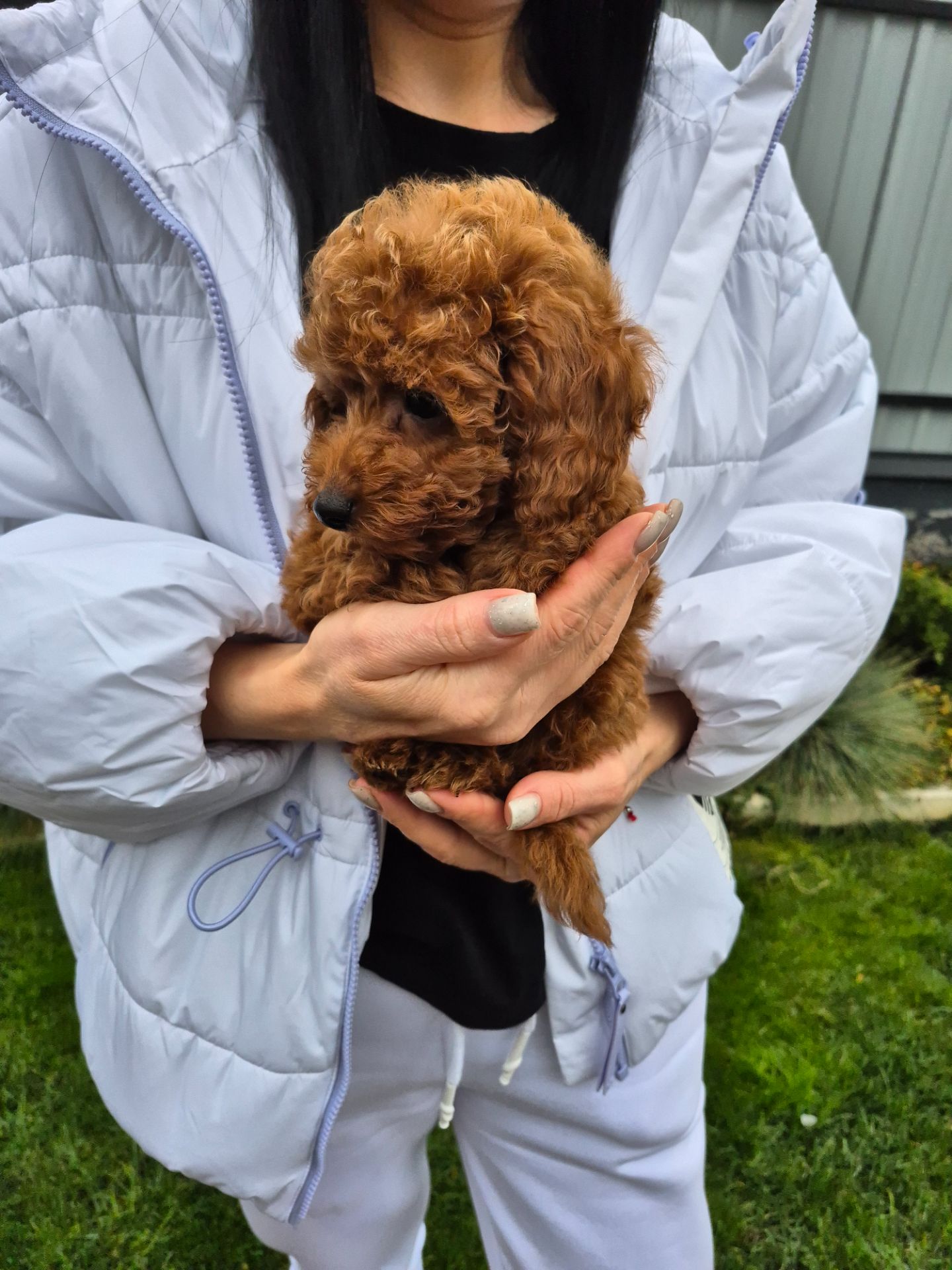 Цуценята той міні пудель